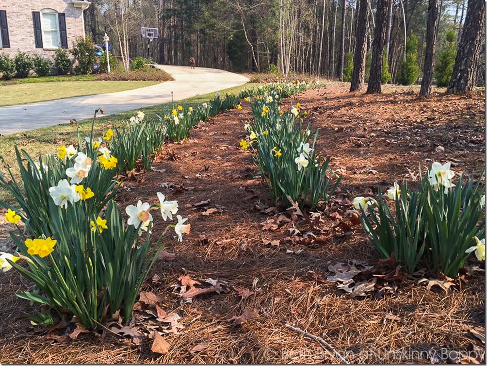 Rows of daffodils in the front yard | Cutting daffodils for bouquets | Cozy Spring Home Tour | www.unskinnyboppy.com