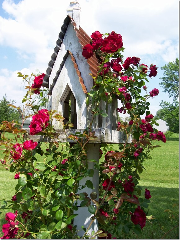 red roses growing on gothic church birdhouse