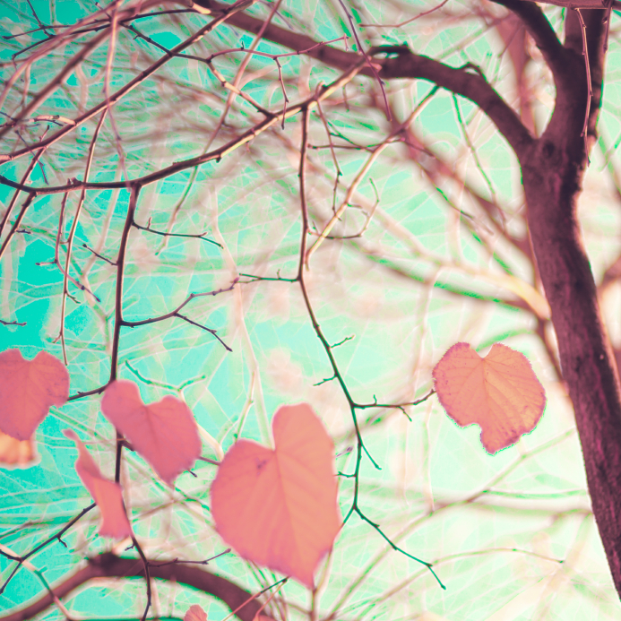 heart shaped leaves on trees