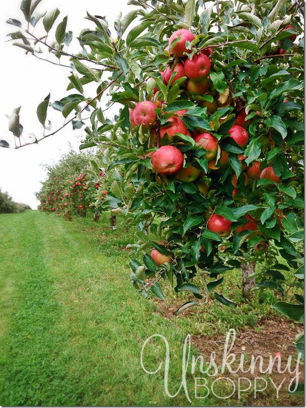 wisconsin-vacation-apple-picking