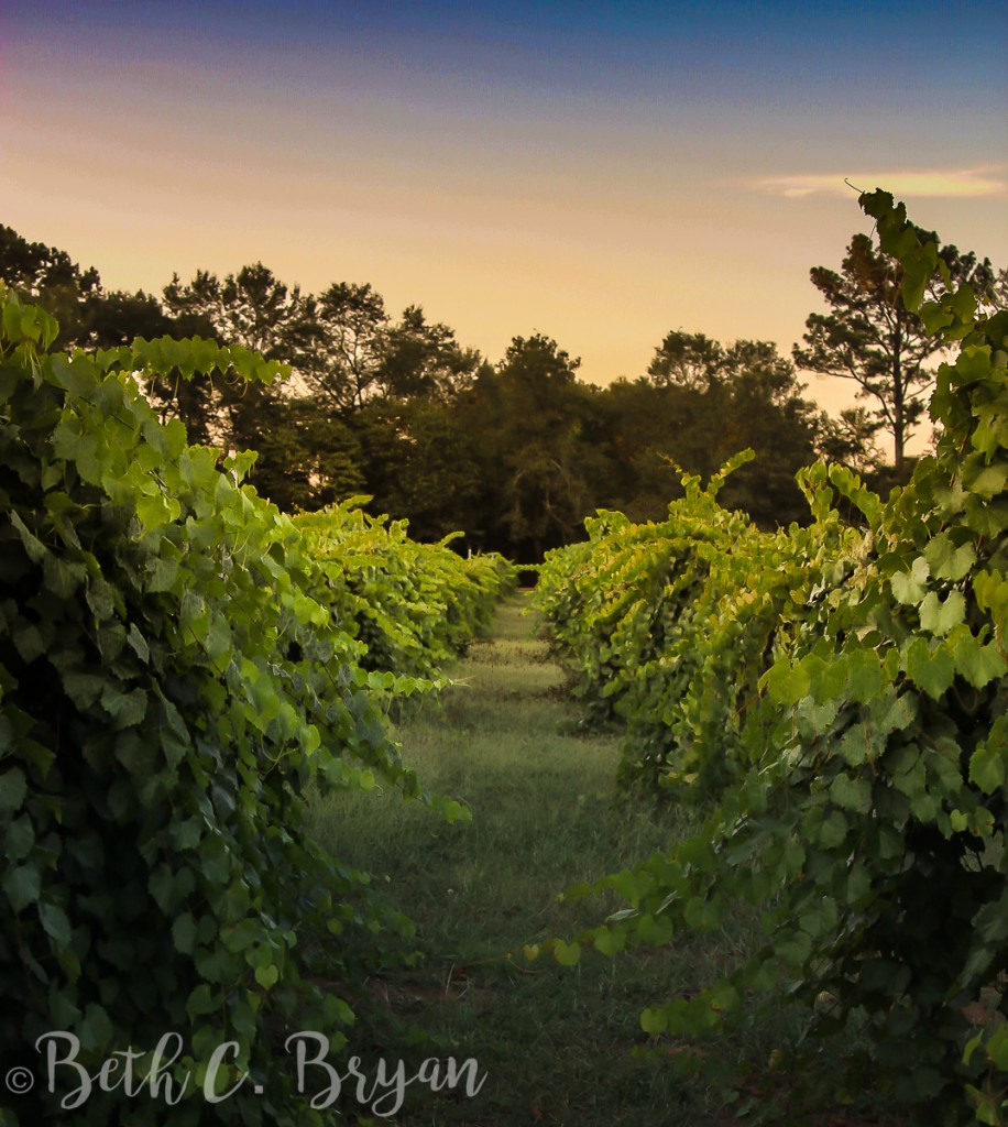 morgan-creek-winery-harpersville-alabama-2