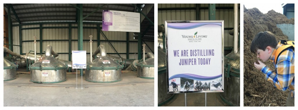 distilling-juniper-at-young-living-farm