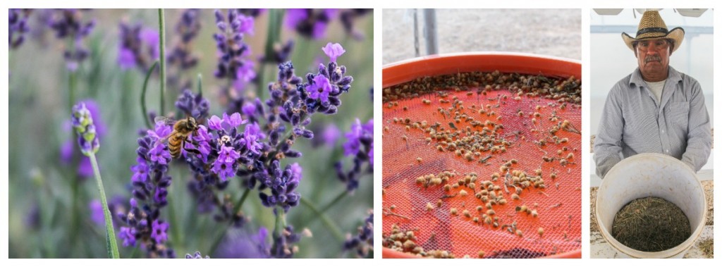 lavender-and-tansy-at-young-living-farm