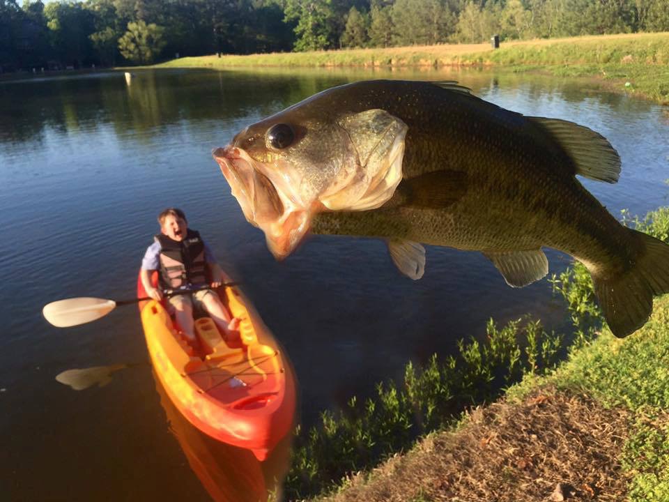 giant bass eating kayaker