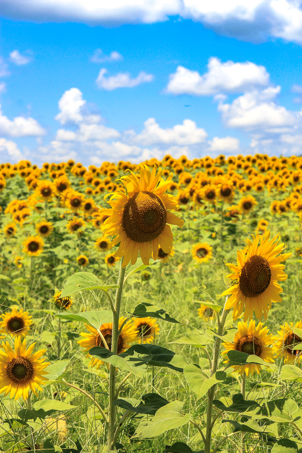 Поле предмета. Луг с подсолнухами. Sunflower field. Sunflower слив. ЗКС Sunflower.