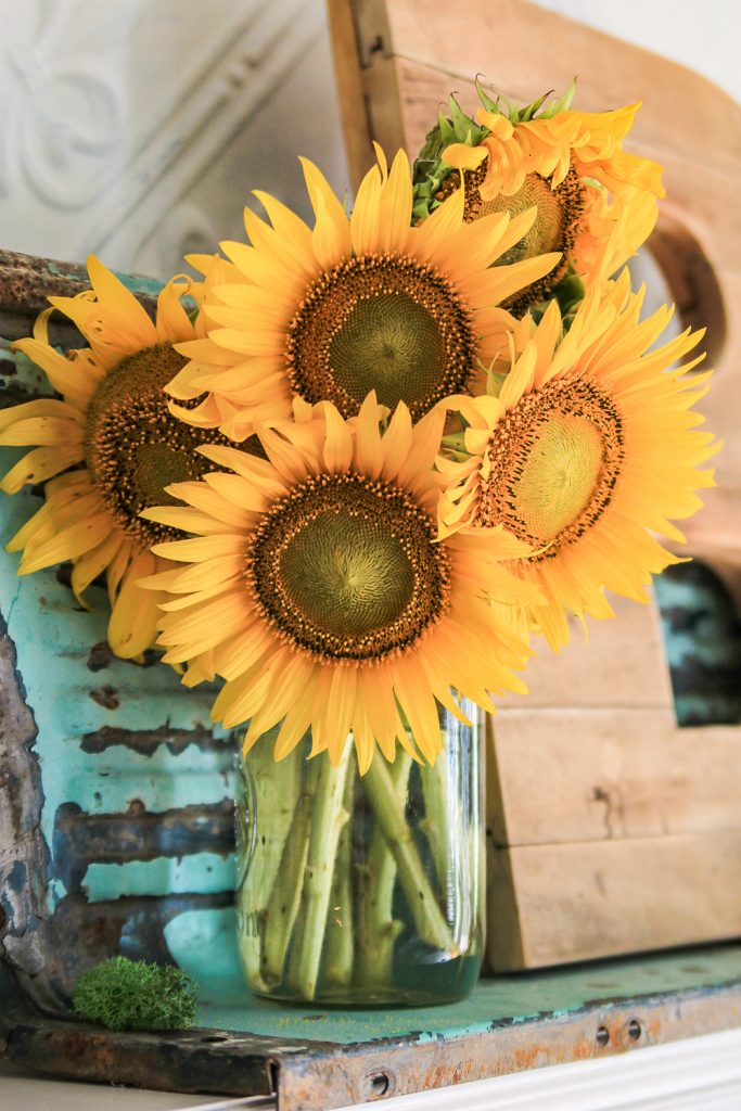 Cut Sunflowers in a vase