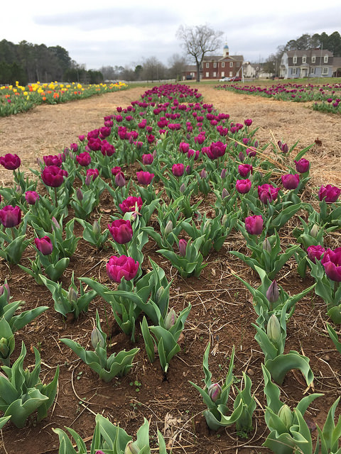 Rows of purple tulips at Festival of Tulips at American Village Montevallo, Alabama