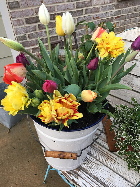 tulips in a white bucket