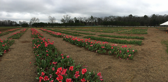 Festival of Tulips at American Village Montevallo, Alabama