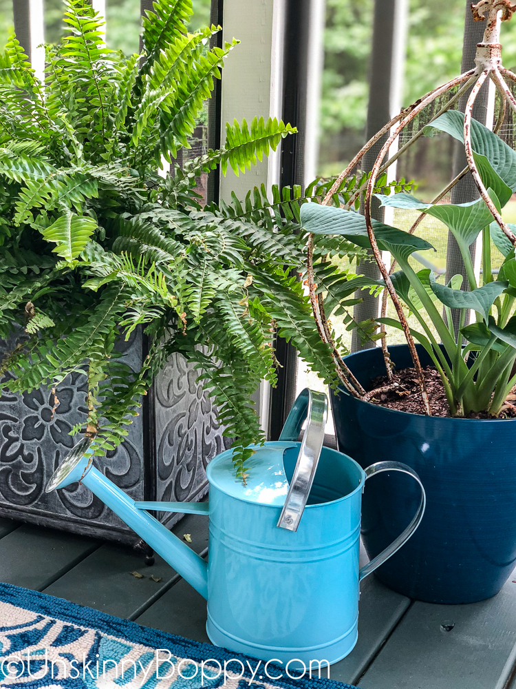 Hosta and ferns with aqua blue watering can from Big Lots