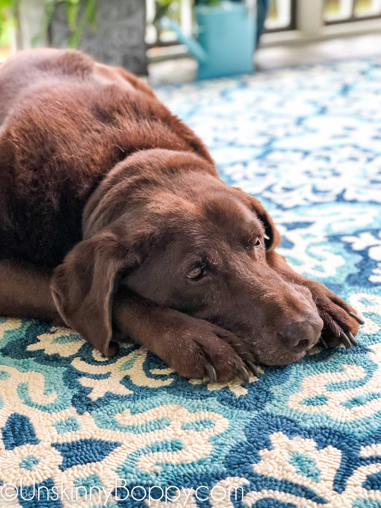 Chocolate lab laying down on a blue and aqua rug