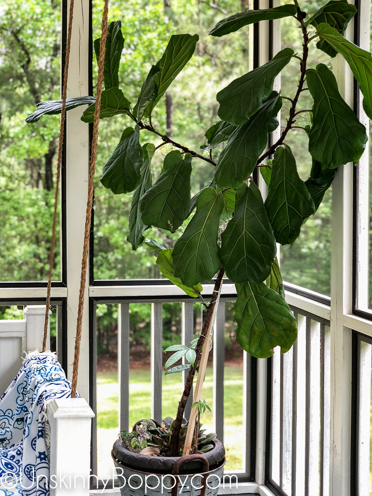 Fiddle Leaf Fig tree