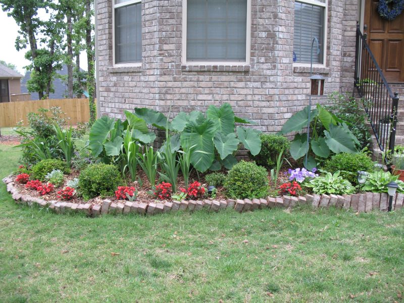 landscaping with elephant ears plant