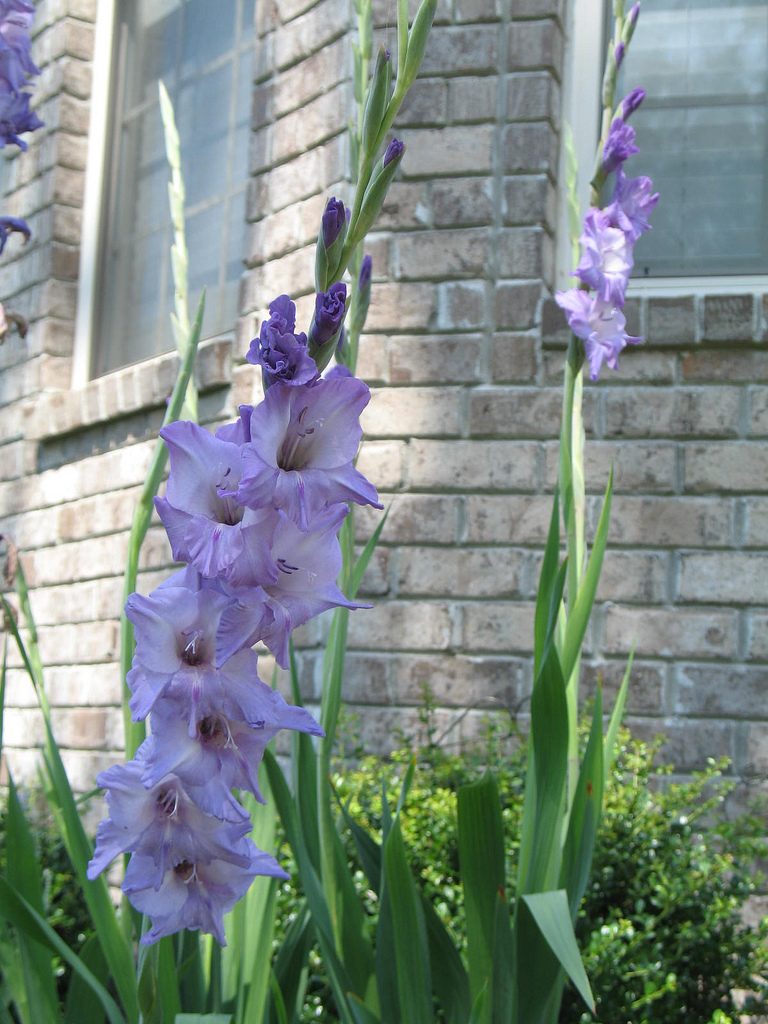 Purple Gladiola for a cutting garden