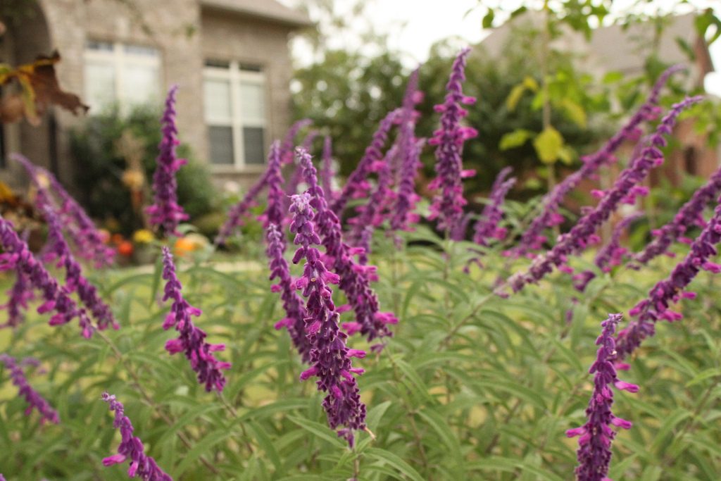 Mexican Sage Bush in full bloom in the fall