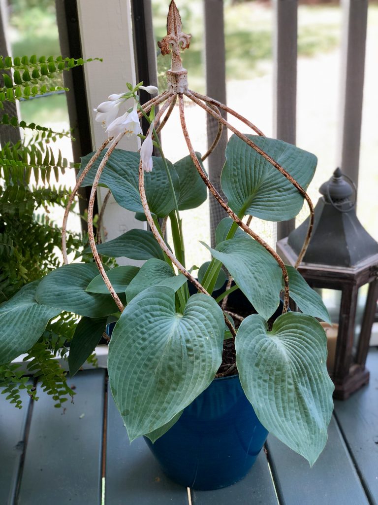 Blue Hosta in a planter with metal fleur-di-lis