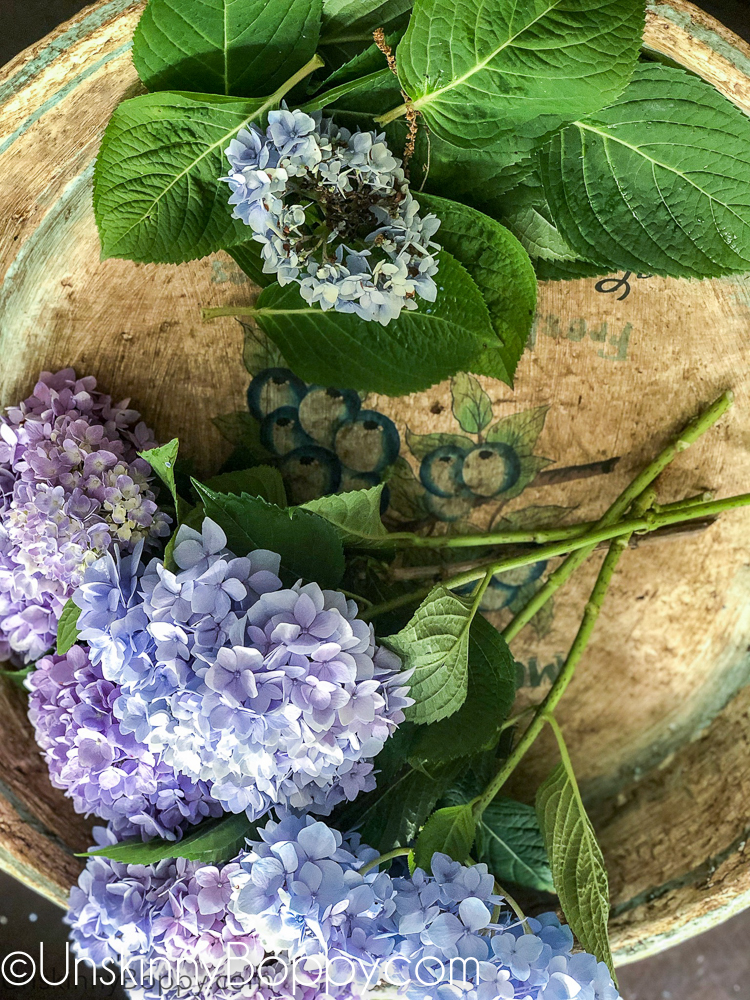 Cutting Hydrangea for flower arrangements