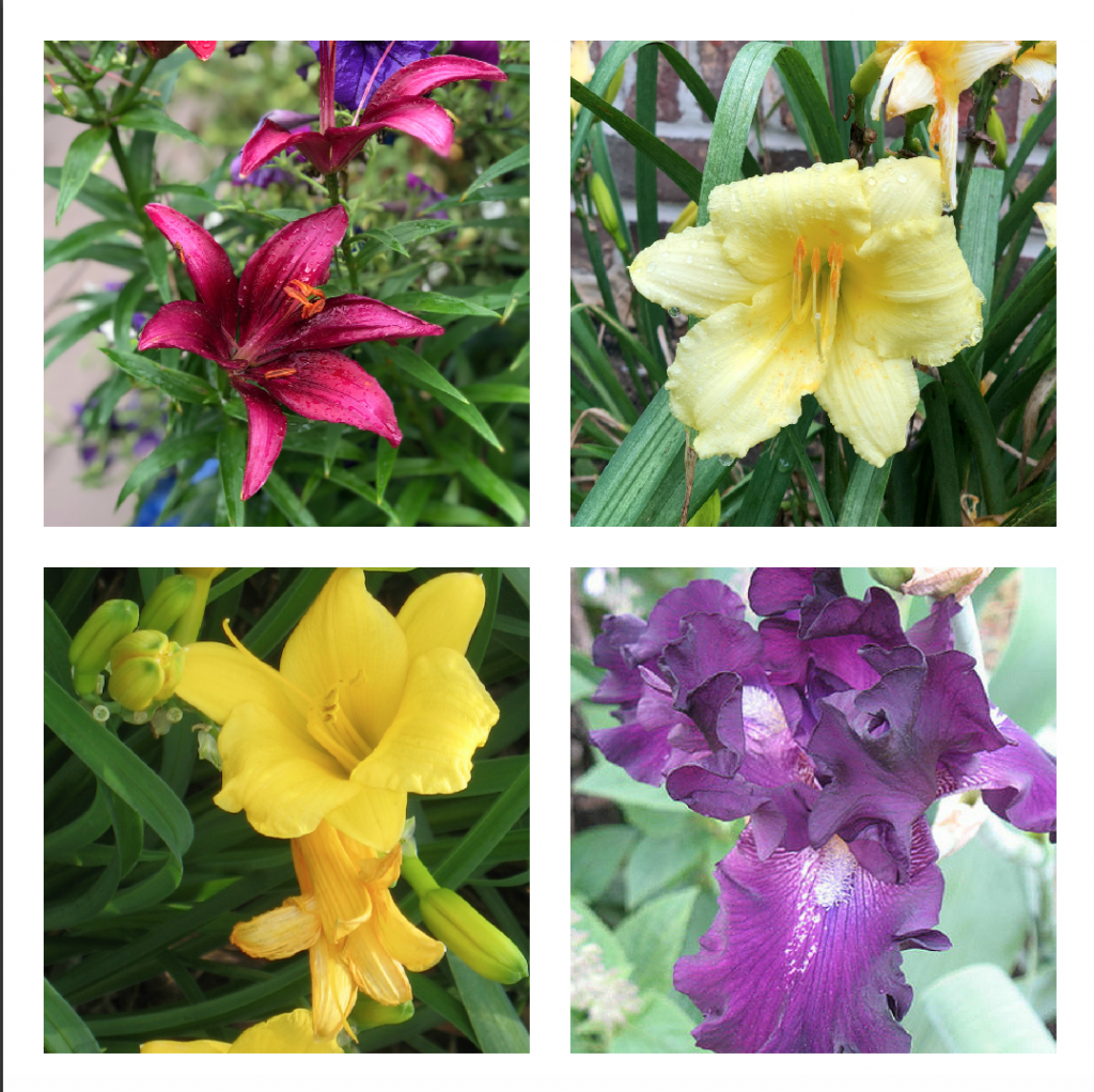 Lilies, Daylilies and bearded iris for a cutting garden