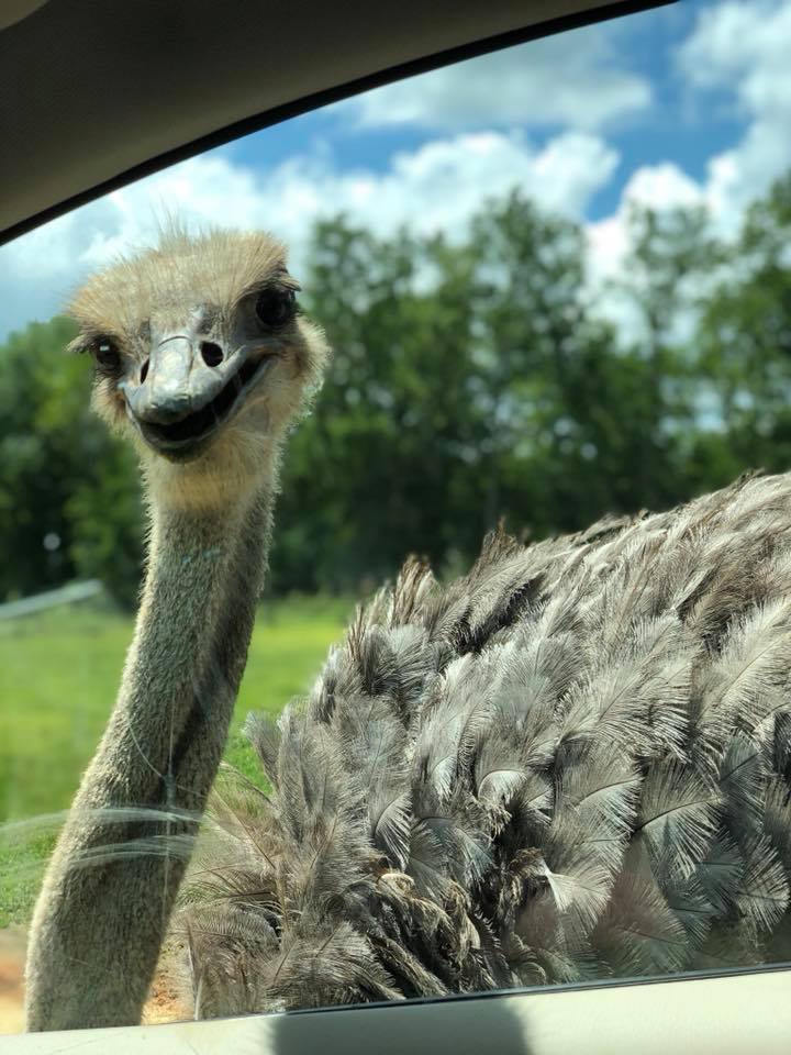 angry ostrich pecking window