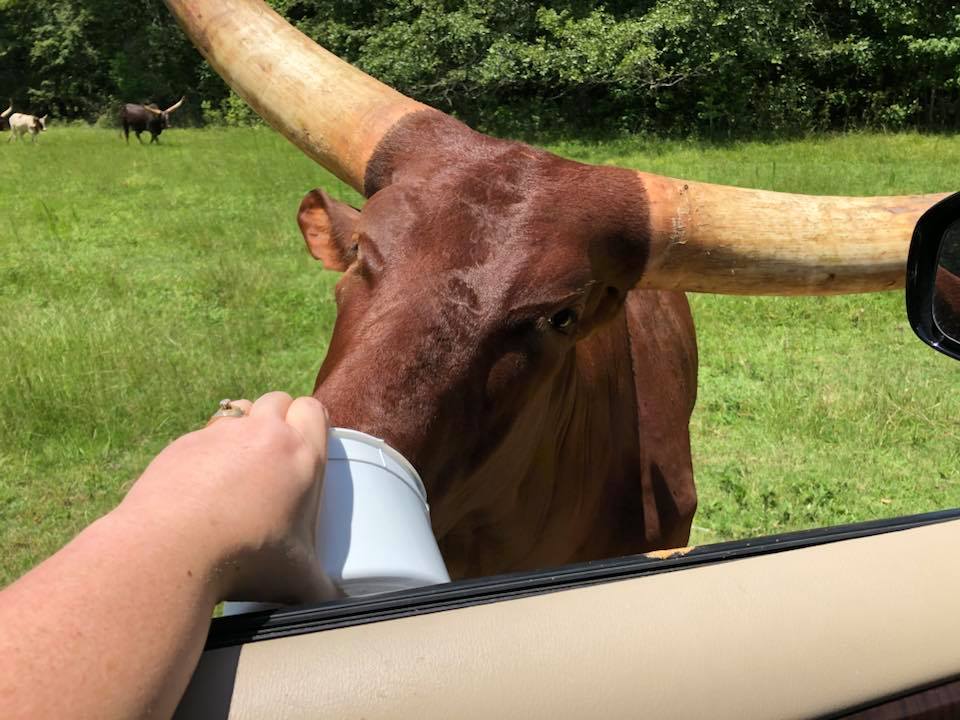 feeding watusi cattle in alabama