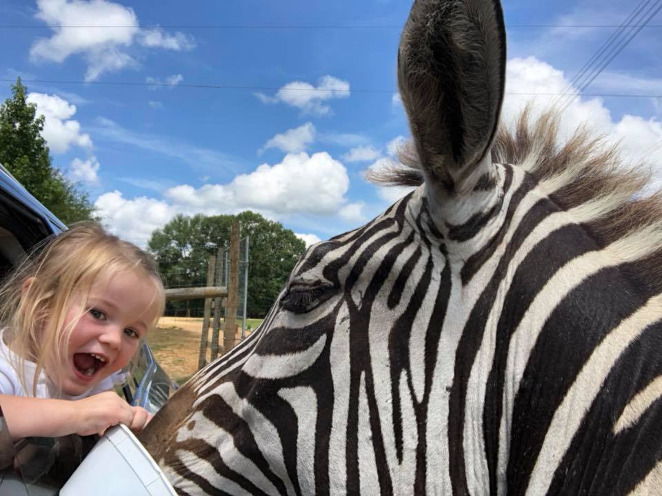 feeding zebra from car