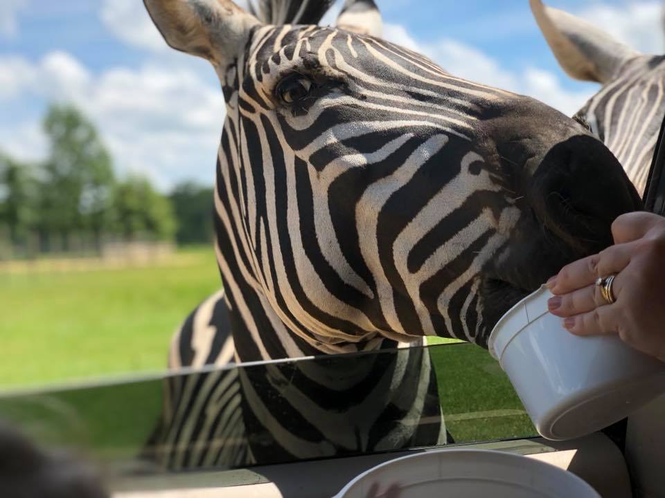 safari park alabama