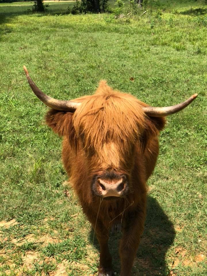 highland coo in alabama safari park