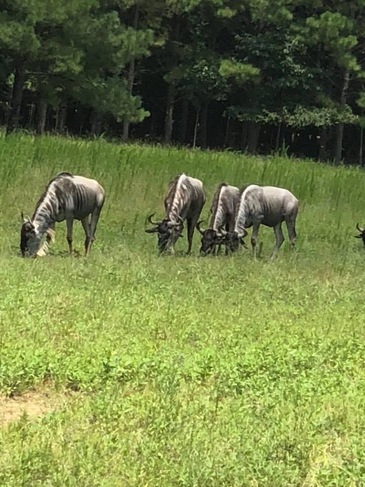 safari park alabama