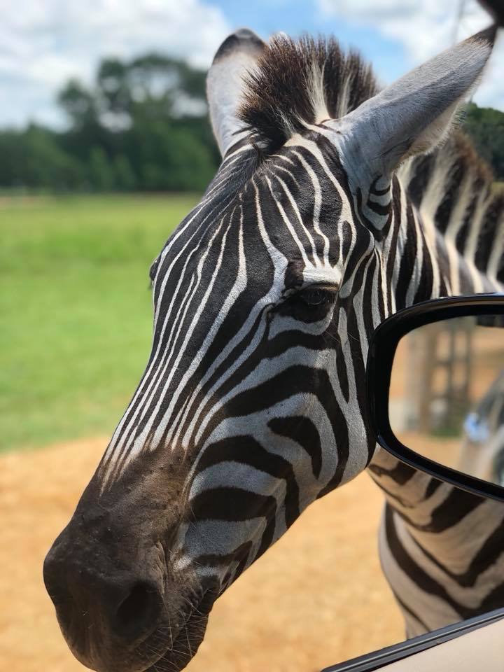 outdoor safari montgomery al