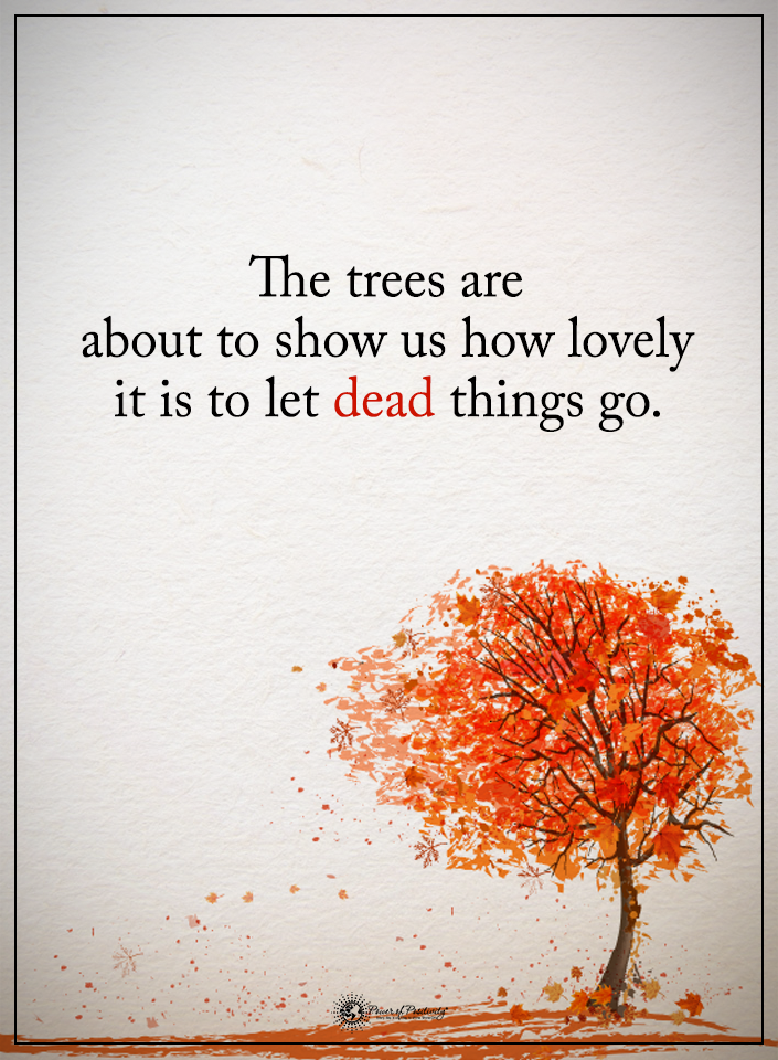 The trees are about to show us how lovely it is to let dead things go quote. 