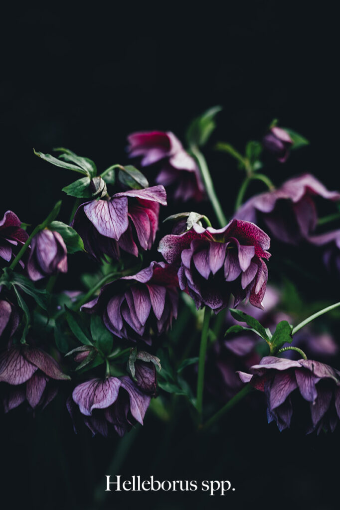 Hellebores