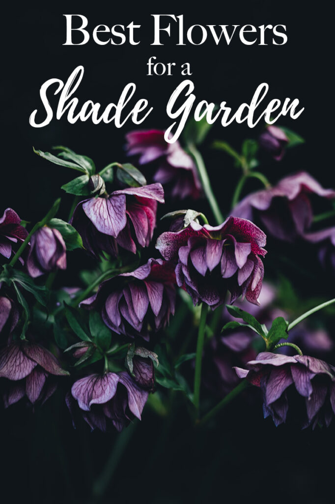 best flowers for shade garden