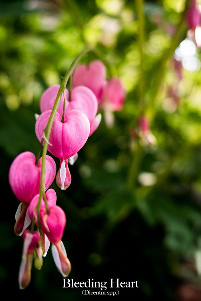 bleeding hearts