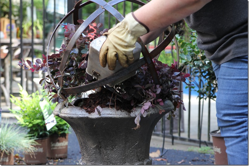 how to plant metal spheres in outdoor planters for established look