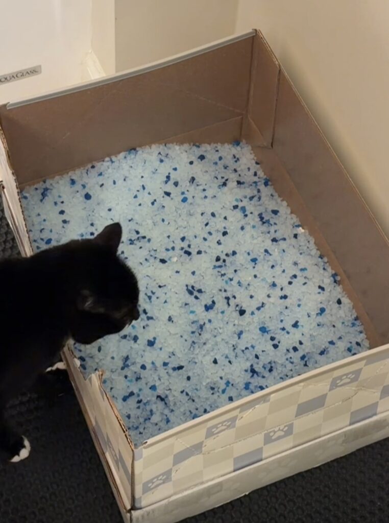 How to assemble a Kitty Poo Club box- kitty is unimpressed