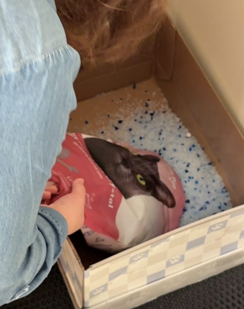 How to assemble a Kitty Poo Club box- crystal litter